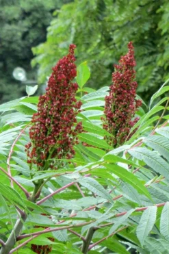 Smooth Sumac (Rhus Glabra) - 3 Gallon Pot -Blossom Grove Store rhus glabra smooth sumac 2