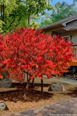Staghorn Sumac (Rhus Typhina) - 1 Gallon Pot -Blossom Grove Store rhus typhina staghorn sumac 10