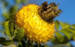 Chinquapin Chestnut Rose (Rosa Roxburghii) - 3 Gallon Pot -Blossom Grove Store rosa roxburghii chiquapin chestnut rose 16