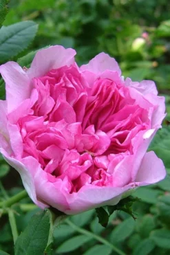 Chinquapin Chestnut Rose (Rosa Roxburghii) - 3 Gallon Pot -Blossom Grove Store rosa roxburghii chiquapin chestnut rose 17