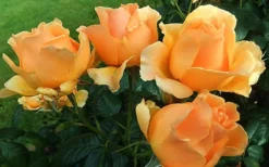 Easy Going Rose - 3 Gallon Pot -Blossom Grove Store rose easy going 2 800x500 1