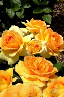 Easy Going Rose - 3 Gallon Pot -Blossom Grove Store rose easy going 20