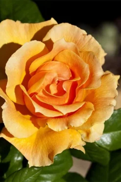 Easy Going Rose - 3 Gallon Pot -Blossom Grove Store rose easy going 21