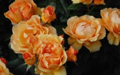 Easy Going Rose - 3 Gallon Pot -Blossom Grove Store rose easy going 22