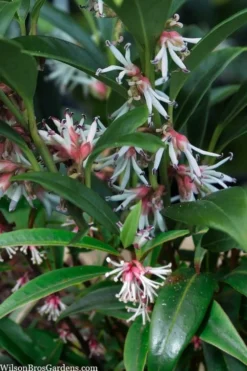 Fragrant Valley Sweetbox (Sarcococca) - 2 Gallon Pot -Blossom Grove Store sarcoccoca hookeriana sarsid 1 fragrant valley sweetbox 5