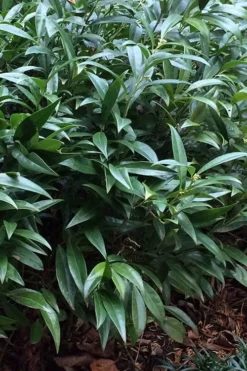 Fragrant Valley Sweetbox (Sarcococca) - 2 Gallon Pot -Blossom Grove Store sarcoccoca hookeriana sarsid 1 fragrant valley sweetbox 6