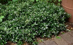 Fragrant Valley Sweetbox (Sarcococca) - 2 Gallon Pot -Blossom Grove Store sarcoccoca hookeriana sarsid 1 fragrant valley sweetbox 9