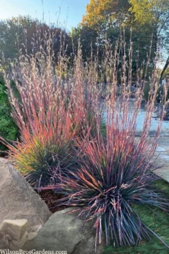Standing Ovation Little Bluestem Grass (Schizachyrium Scoparium) - 1 Gallon Pot