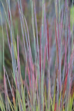 Standing Ovation Little Bluestem Grass (Schizachyrium Scoparium) - 6 Pack Of 1 Gallon Pots -Blossom Grove Store schizachyrium scoparium standing ovation little bluestem grass 7 1
