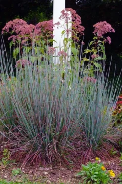 Standing Ovation Little Bluestem Grass (Schizachyrium Scoparium) - 6 Pack Of 1 Gallon Pots -Blossom Grove Store schizachyrium scoparium standing ovation little bluestem grass 9 1