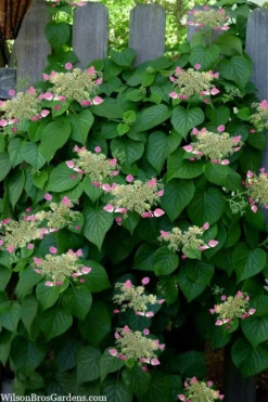 Rose Sensation Pink Climbing Hydrangea Vine - 1 Gallon Pot -Blossom Grove Store schizophragma hydrangeoides rose sensation climbing hydrangea 104