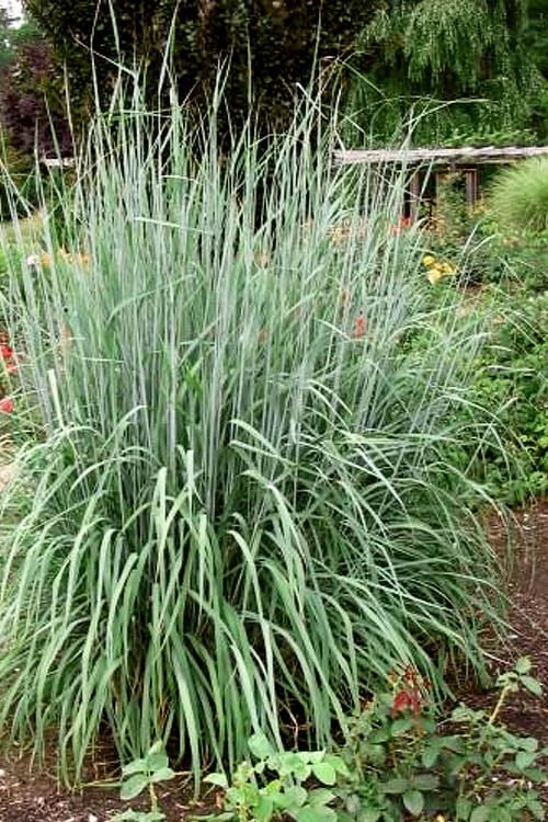 Yellow Indian Grass (Sorghastrum Nutans) - 8 Pack Of 1 Gallon Pots 4 Yellow Indian Grass (Sorghastrum Nutans) - 8 Pack Of 1 Gallon Pots - Image 4