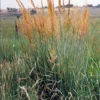 Yellow Indian Grass (Sorghastrum Nutans) - 8 Pack Of 1 Gallon Pots