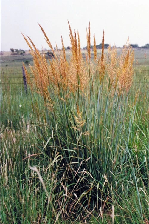 Yellow Indian Grass (Sorghastrum Nutans) - 8 Pack Of 1 Gallon Pots 1 Yellow Indian Grass (Sorghastrum Nutans) - 8 Pack Of 1 Gallon Pots