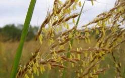 Yellow Indian Grass (Sorghastrum Nutans) - 8 Pack Of 1 Gallon Pots 14 Yellow Indian Grass (Sorghastrum Nutans) - 8 Pack Of 1 Gallon Pots -Blossom Grove Store sorghastrum nutans yellow indian grass 7