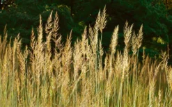 Yellow Indian Grass (Sorghastrum Nutans) - 8 Pack Of 1 Gallon Pots 15 Yellow Indian Grass (Sorghastrum Nutans) - 8 Pack Of 1 Gallon Pots -Blossom Grove Store sorghastrum nutans yellow indian grass 8