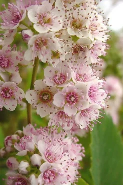 White Meadowsweet (Spirea Alba) - 1 Gallon Pot -Blossom Grove Store spirea alba white meadowsweet 7