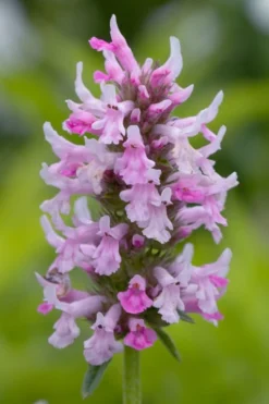 Summer Crush Betony (Stachys) - 1 Gallon Pot -Blossom Grove Store stachys summer crush betony 3