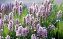 Summer Crush Betony (Stachys) - 1 Gallon Pot -Blossom Grove Store stachys summer crush betony 5