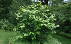 Venus White Sweetshrub (Calycanthus) - 3 Gallon Pot -Blossom Grove Store sweet shrub aphrodite shrub 1