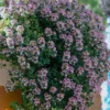 Doone Valley Thyme - 6 Pack Of Pink Pots