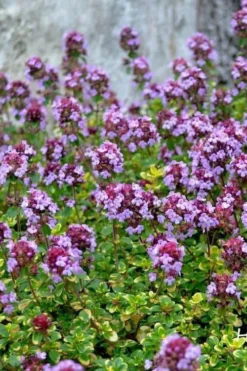 Doone Valley Thyme - 6 Pack Of Pink Pots -Blossom Grove Store thymus citriodorus doone valley 3