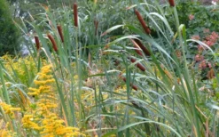 Broadleaf Cattail Plant (Typha Latifolia) - 8 Pack Of 1 Gallon Pots -Blossom Grove Store typha