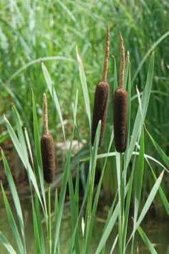 Broadleaf Cattail Plant (Typha Latifolia) - 8 Pack Of 1 Gallon Pots -Blossom Grove Store typha latifolia broadleaf cattail 2