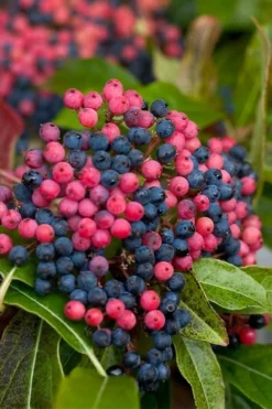 Brandywine Viburnum - 3 Gallon Pot -Blossom Grove Store viburnum nudum brandywine 2