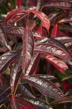 Brandywine Viburnum - 3 Gallon Pot -Blossom Grove Store viburnum nudum brandywine 5