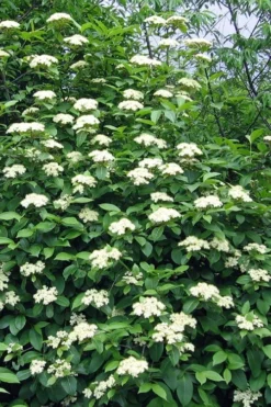Brandywine Viburnum - 3 Gallon Pot -Blossom Grove Store viburnum nudum brandywine 6