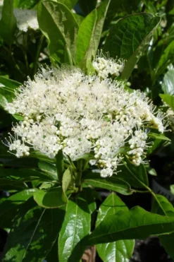 Brandywine Viburnum - 3 Gallon Pot -Blossom Grove Store viburnum nudum brandywine 7