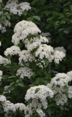 Blackhaw Viburnum - 1 Gallon Pot