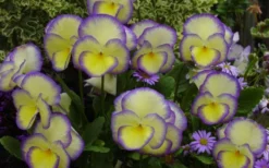 Etain Hardy Viola - 5 Pack Of Quart Pots -Blossom Grove Store viola etain 2