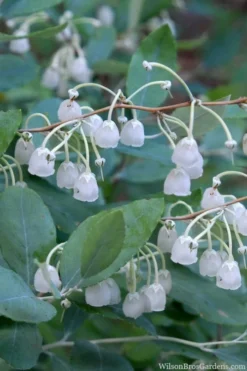 New Products 21 Woodlanders Blue Dusty Zenobia (Honeycup) - 3 Gallon Pot