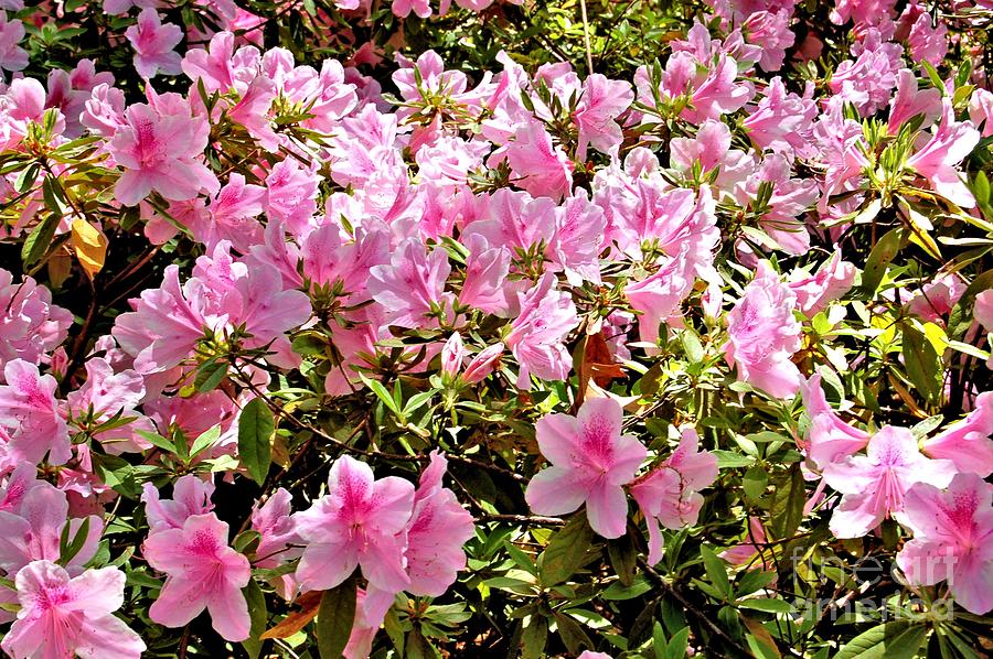 Blossom Grove Store -Blossom Grove Store hope springs eternal nicholas costanzo