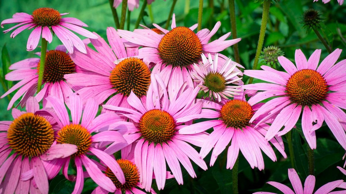 Blossom Grove Store -Blossom Grove Store what is a native plant 1703145420